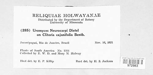 Uromyces dolicholi image
